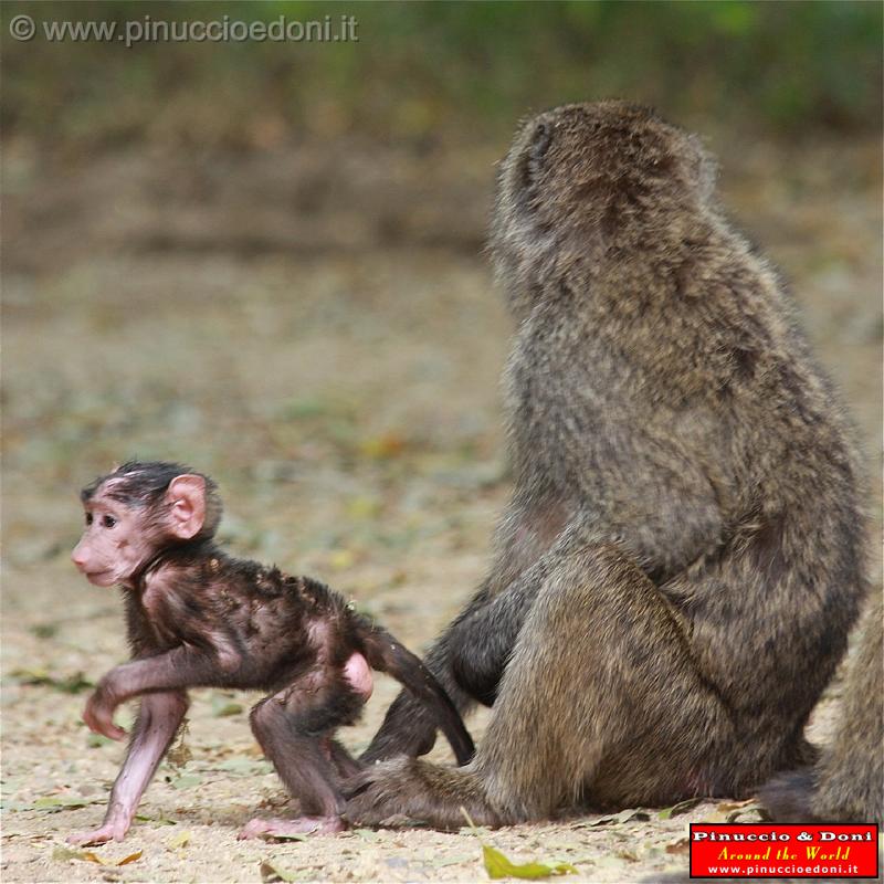 Ethiopia - Mago National Park - Babbuini - 12.jpg